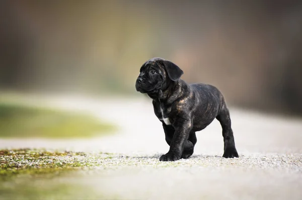 Brindle Baston Corso Köpek Yavrusu Ilk Kez Dışarıda Yürüyor — Stok fotoğraf