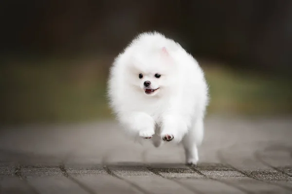 Happy White Pomeranian Spitz Puppy Running Outdoors Park Close Shot — Stock Photo, Image