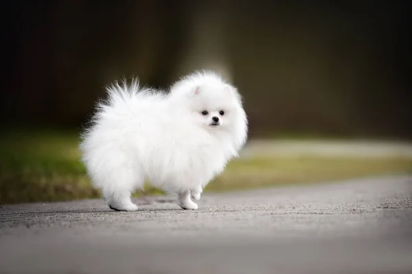 Biały Pomeranian Spitz Szczeniak Stojący Parku — Zdjęcie stockowe