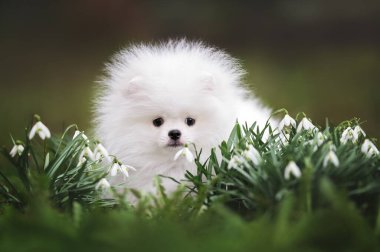 Şirin pomeranya pomeranya köpek yavrusu portresi.