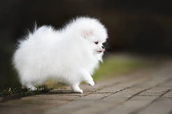 Fehér Aranyos Pomeranian Spitz Kiskutya Séta Szabadban — Stock Fotó