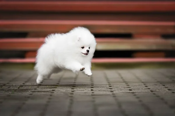 屋外で実行されている幸せな白いポメラニアスピッツ子犬 — ストック写真