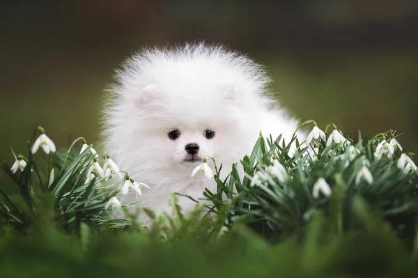 Słodkie Puszyste Pomeranian Spitz Szczeniak Portret Zewnątrz Śniegu Kwiaty — Zdjęcie stockowe