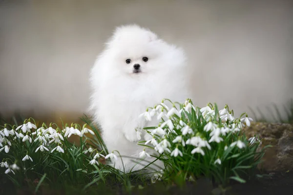 Śmieszne Słodkie Pomeranian Szczeniak Spitz Pozowanie Kropli Śniegu Wiosną — Zdjęcie stockowe