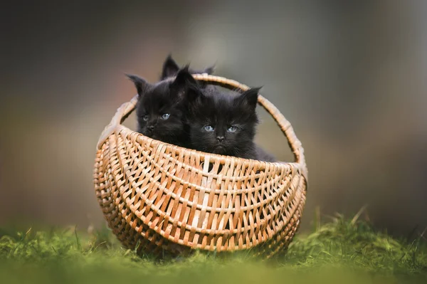 Black Maine Coon Kittens Posing Basket Outdoors — Stock Photo, Image
