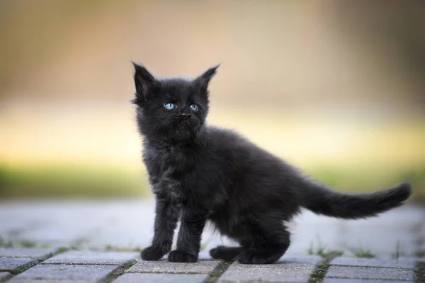 Black Maine Coon Kitten Walking Outdoors Summer — Stock Photo, Image