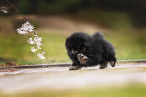 Feliz Pomeranian Spitz Cachorro Correndo Perseguindo Ramo Livre — Fotografia de Stock