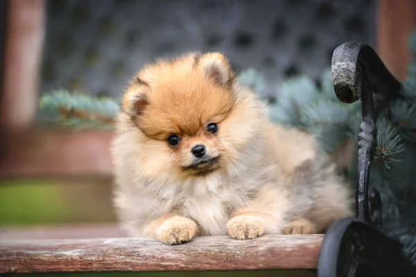 Bonito Vermelho Pomeranian Spitz Cachorro Deitado Banco Livre — Fotografia de Stock