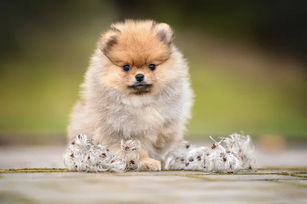 Czerwony Pomeranian Spitz Szczeniak Pozowanie Zewnątrz Lecie — Zdjęcie stockowe