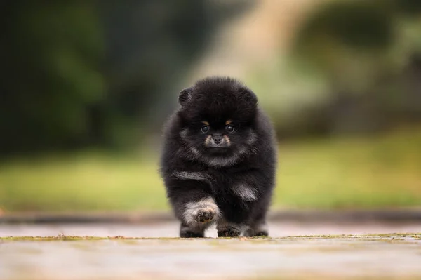 Preto Bronzeado Pomeranian Spitz Cachorro Andando Livre Pela Primeira Vez — Fotografia de Stock