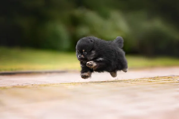 Preto Pomeranian Spitz Cachorro Correndo Livre Verão — Fotografia de Stock