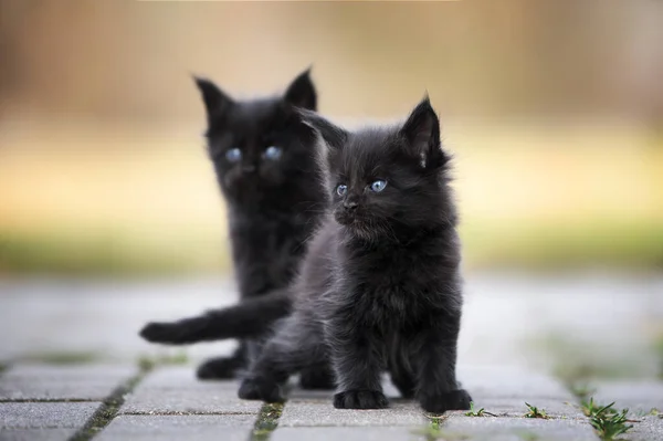 Black Maine Coon Kittens Posing Outdoors Summer — Stock Photo, Image