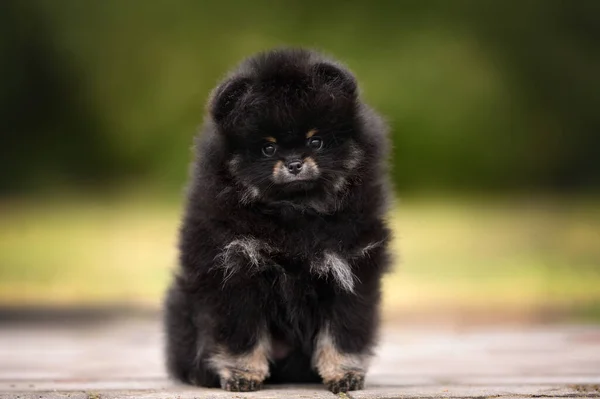 Primer Plano Retrato Negro Moreno Pomeranian Spitz Cachorro Sentado Aire —  Fotos de Stock