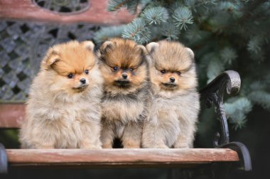 Üç Pomeranya tükürüğü köpek yavrusu açık bir bankta yan yana oturuyor. 