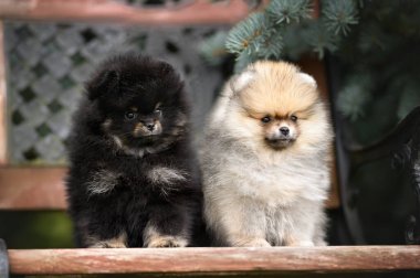 İki Pomeranya tükürüğü köpek yavrusu bir bankta yan yana oturuyor.