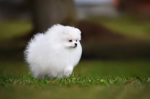 Witte Pomeranian Spitz Puppy Draait Gras Zomer — Stockfoto
