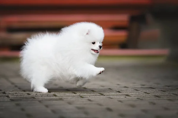 Λευκό Pomeranian Spitz Κουτάβι Τρέχει Outdors — Φωτογραφία Αρχείου
