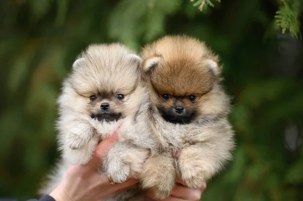 Twee Rode Kleine Pomeranian Spitz Puppies Portret Buiten Eigenaar Handen — Stockfoto