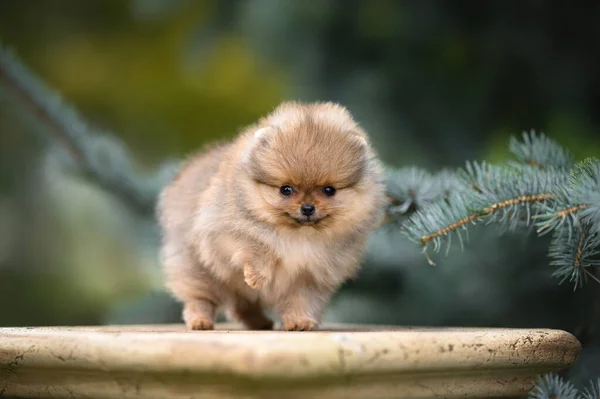 Pequeño Pomeranian Spitz Cachorro Posando Aire Libre —  Fotos de Stock