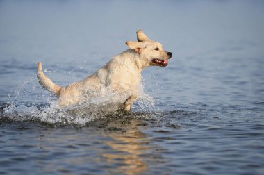 Sarı labrador köpek yavrusu denizde koşuyor.