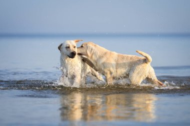 İki sarı labrador köpeği suda birbirleriyle oynuyorlar.