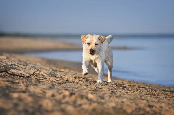 拉布拉多狗在海滩上奔跑 — 图库照片