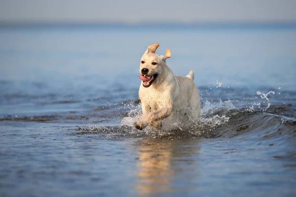 Happy Labrador Puppy Running Sea — Foto Stock