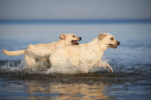 Dois Felizes Cães Labrador Correndo Água — Fotografia de Stock