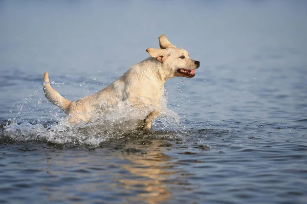 Cachorro Labrador Amarelo Correndo Água Mar — Fotografia de Stock