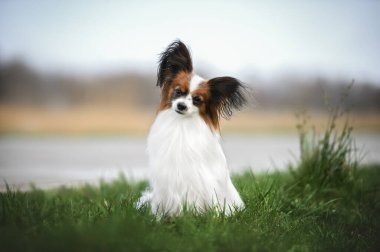 beautiful papillon dog sitting outdoors on grass clipart