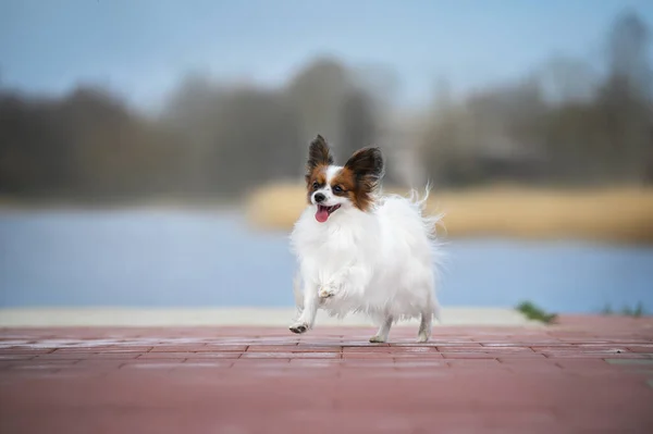 Χαρούμενος Σκύλος Papillon Τρέχει Εξωτερικούς Χώρους — Φωτογραφία Αρχείου