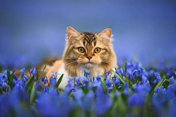 stock image beautiful long haired tabby cat portrait on a field of blooming flowers