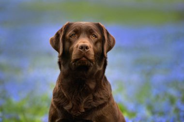 Çikolatalı labrador retriever köpek portresi baharda açık havada.