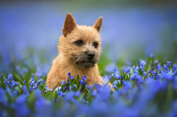 Norwich Terrier Puppy Portrait Field Scilla Flowers Spring —  Fotos de Stock