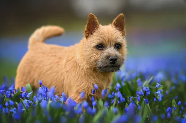 Cute Norwich Terrier Puppy Posing Field Scilla Flowers Spring —  Fotos de Stock