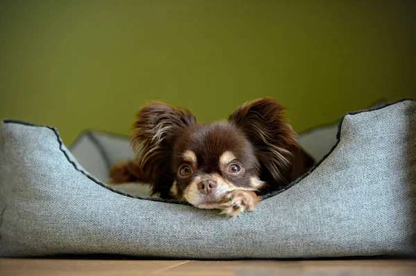 chihuahua dog resting on a dog bed