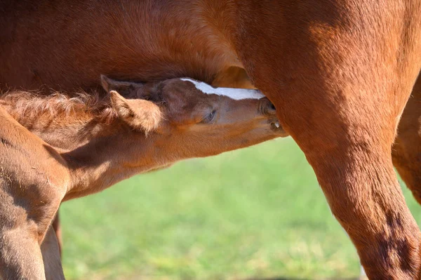 stock image chestnut foal feeding from mare and suckling milk, close up 