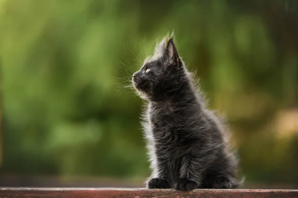 Black Maine Coon Kitten Sitting Outdoors Summer — Stock Photo, Image