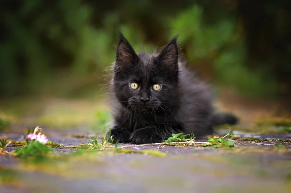 Black Maine Coon Kitten Lying Outdoors Summer — Stock Photo, Image