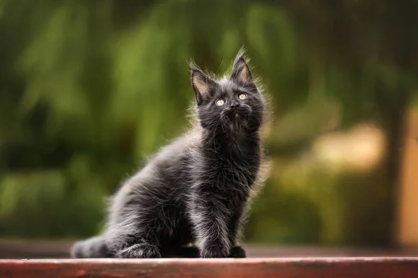Porträt Eines Schwarzen Maine Coon Kätzchens Sommer Freien — Stockfoto
