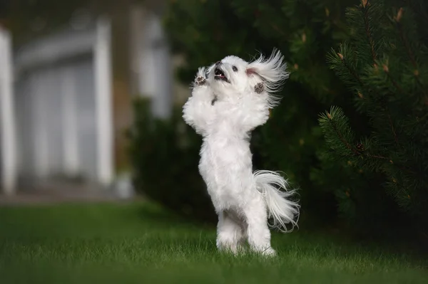Щаслива Солодка Собака Благає Відкритому Повітрі Влітку — стокове фото