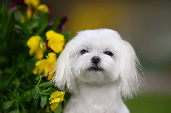 Maltański Pies Portret Zewnątrz Lecie Kwiatami — Zdjęcie stockowe