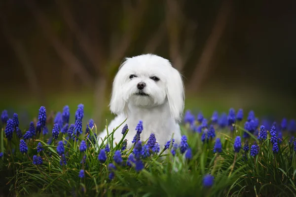 Perro Maltés Posando Campo Con Flores Azules Primavera —  Fotos de Stock