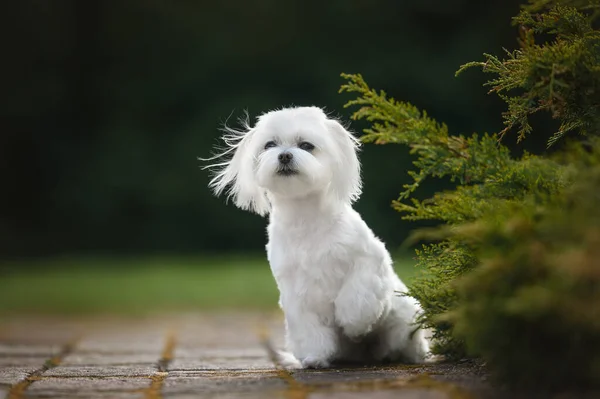 Maltese Hond Poseren Buiten Zomer — Stockfoto