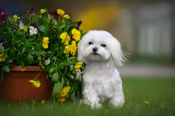 鉢に花を咲かせ屋外に座っている美しいマルタ犬 — ストック写真