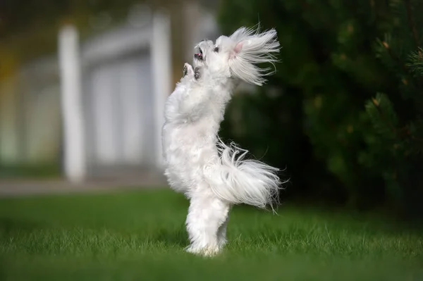 Feliz Perro Maltés Saltando Aire Libre Hierba —  Fotos de Stock