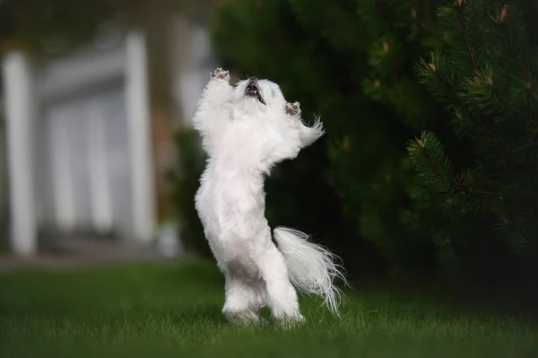Rolig Liten Vit Glad Hund Dans Gräs Utomhus — Stockfoto