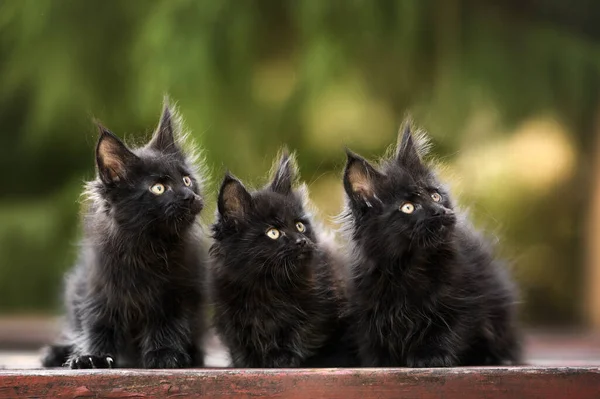 Tři Hlavní Mývalí Koťata Pózující Společně Venku — Stock fotografie