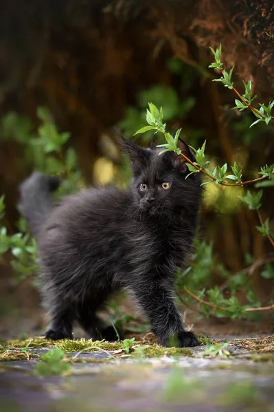 Любопытный Чёрный Мейн Кун Котенок Гуляющий Природе Весной — стоковое фото