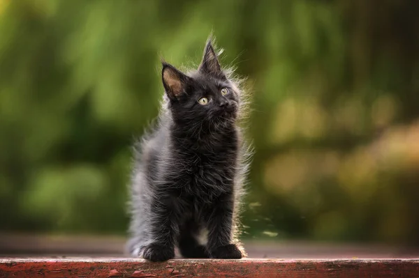 Wunderschönes Schwarzes Maine Coon Kätzchen Freien — Stockfoto